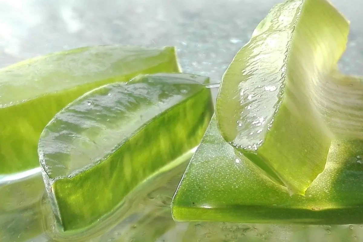 Aloe Vera